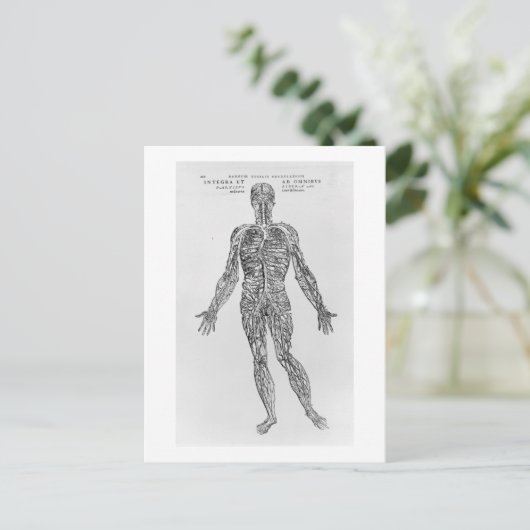 Veinen- en arteriestelsel (b/w-druk) briefkaart (Staand voorkant)