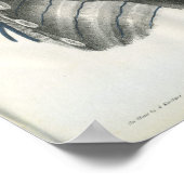 Veinen van borstanatomie afdrukken poster (Hoek)