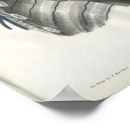 Veinen van borstanatomie afdrukken poster (Hoek)