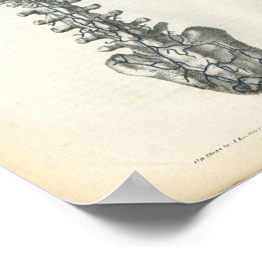 Veinen van de anatomiedruk van de wervelkolom poster (Hoek)