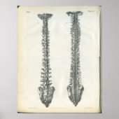 Veinen van de anatomiedruk van de wervelkolom poster (Voorkant)