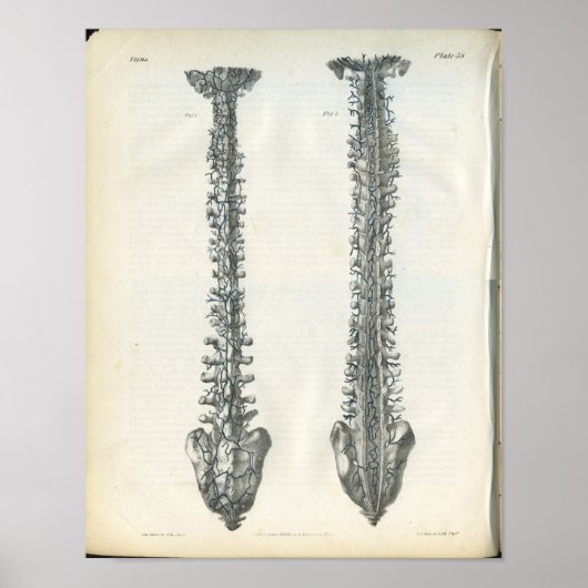 Veinen van de anatomiedruk van de wervelkolom poster (Voorkant)