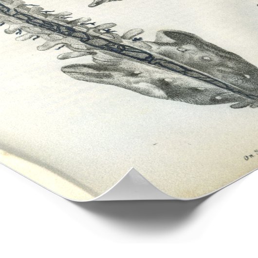 Veinen van de anatomiedruk van de wervelkolom poster (Hoek)