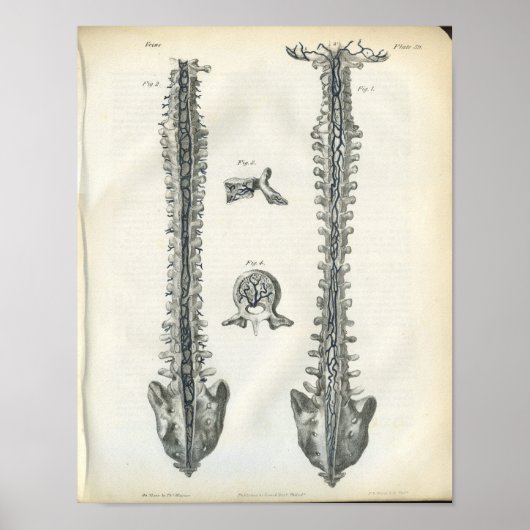 Veinen van de anatomiedruk van de wervelkolom poster (Voorkant)