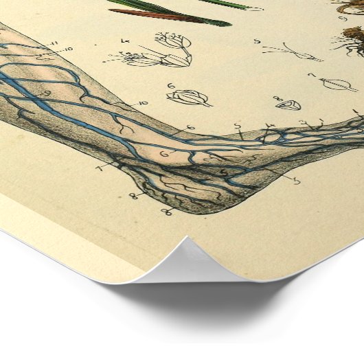 Veins Boot Foot Anatomy Art Print (Hoek)