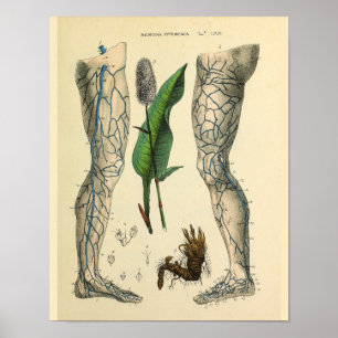 Veins Boot Foot  Anatomy Art Print