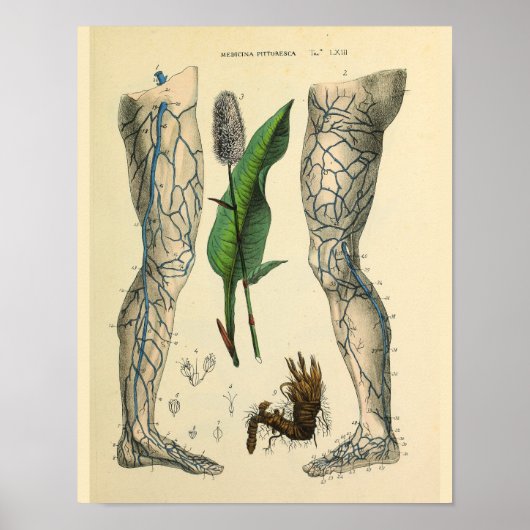 Veins Boot Foot Anatomy Art Print (Voorkant)