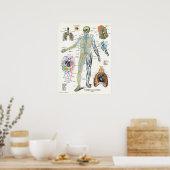 Veins Lungs Human Anatomy Poster 18 x 24 (Keuken)