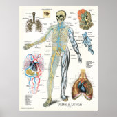 Veins Lungs Human Anatomy Poster 18 x 24 (Voorkant)