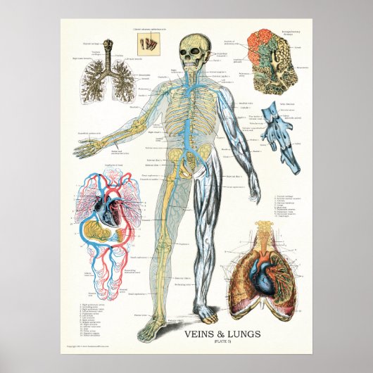 Veins Lungs Human Anatomy Poster 18 x 24 (Voorkant)