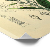 Veins Muscles Leg Foot Anatomy Art Print (Hoek)