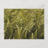 Veld Briefkaart (Voorkant)