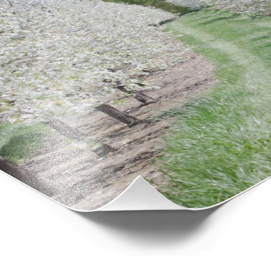 Veld Cherry Tree Blossom door County Print Foto Afdruk (Hoek)