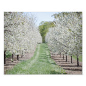 Veld Cherry Tree Blossom door County Print Foto Afdruk (Voorkant)