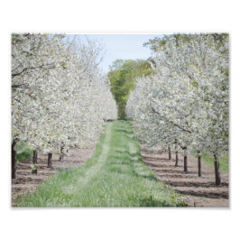 Veld Cherry Tree Blossom door County Print Foto Afdruk