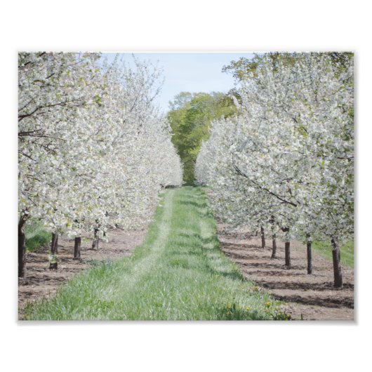 Veld Cherry Tree Blossom door County Print Foto Afdruk (Voorkant)