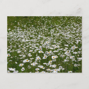 Veld Daisies Alaskan Wildflower Briefkaart