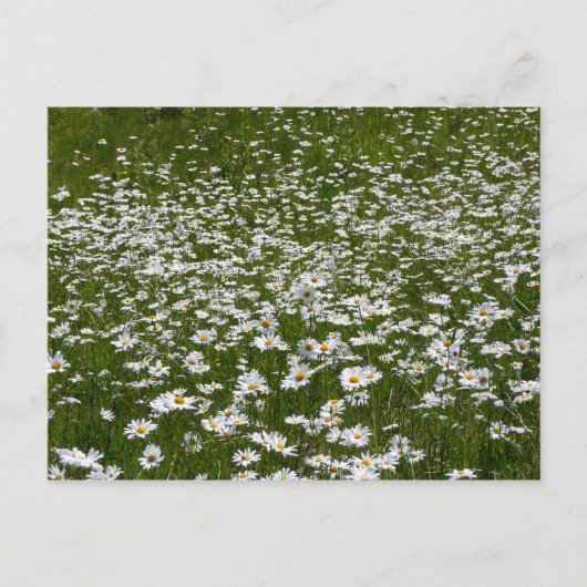 Veld Daisies Alaskan Wildflower Briefkaart (Voorkant)