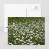 Veld Daisies Alaskan Wildflower Briefkaart (Voorkant / Achterkant)