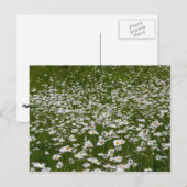 Veld Daisies Alaskan Wildflower Briefkaart (Voorkant / Achterkant)