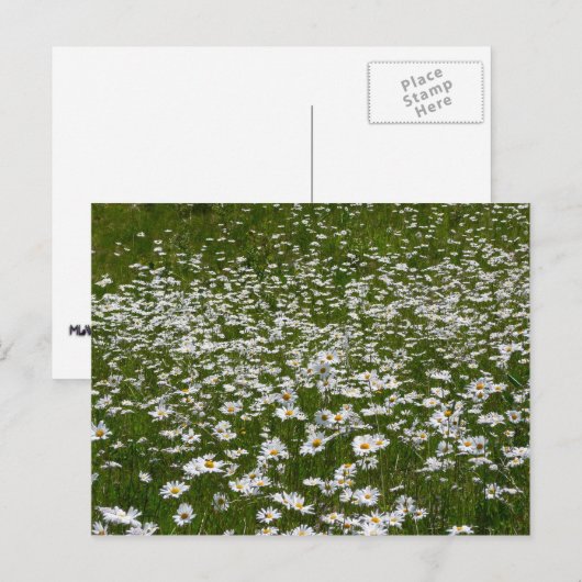 Veld Daisies Alaskan Wildflower Briefkaart (Voorkant / Achterkant)