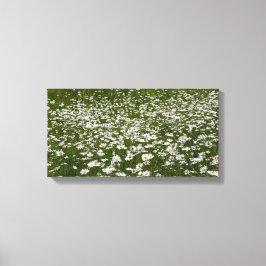 Veld Daisies Alaskan Wildflower Canvas Afdruk