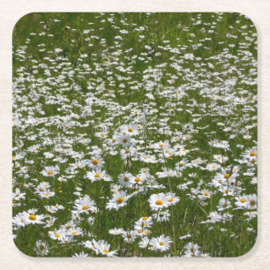 Veld Daisies Alaskan Wildflower Kartonnen Onderzetters