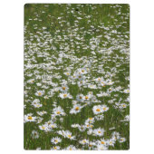 Veld Daisies Alaskan Wildflower Klembord (Achterkant)