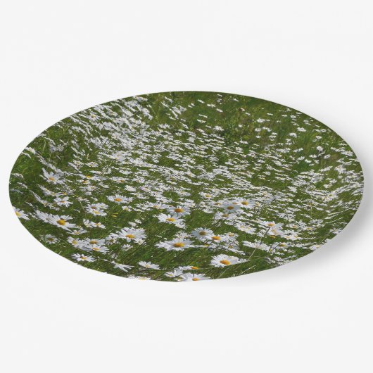 Veld Daisies Alaskan Wildflower Papieren Bordje (Gekanteld)