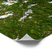 Veld Daisies Alaskan Wildflower Poster (Hoek)