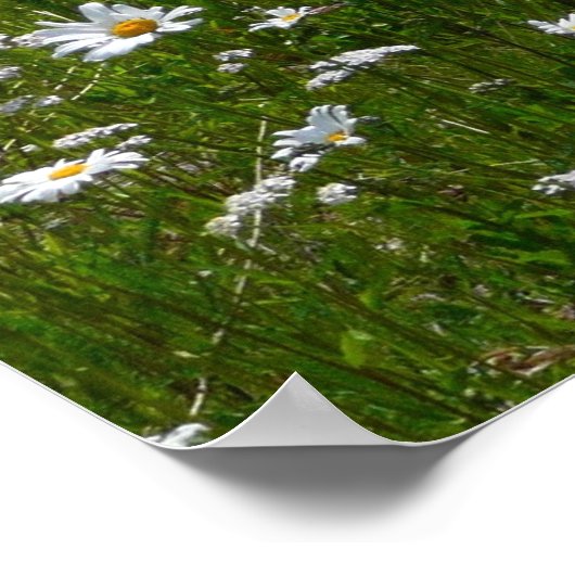 Veld Daisies Alaskan Wildflower Poster (Hoek)