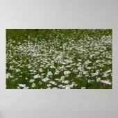Veld Daisies Alaskan Wildflower Poster (Voorkant)