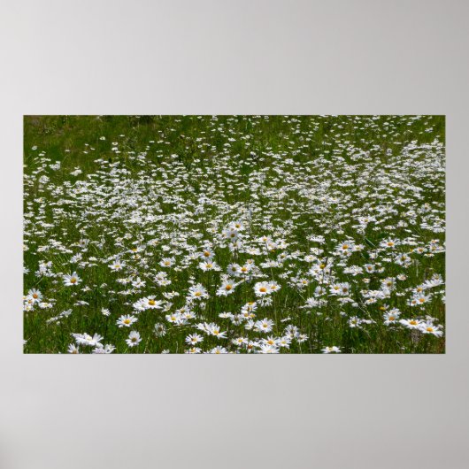 Veld Daisies Alaskan Wildflower Poster (Voorkant)