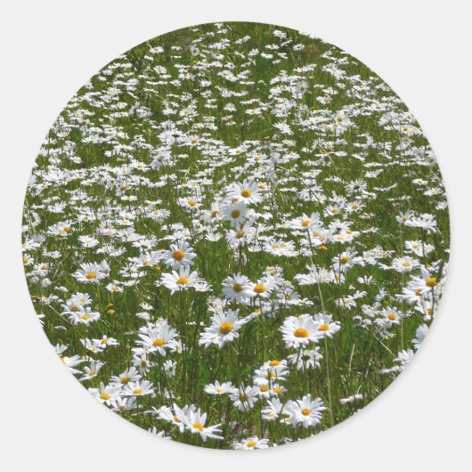 Veld Daisies Alaskan Wildflower Ronde Sticker (Voorkant)