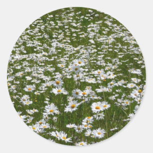 Veld Daisies Alaskan Wildflower Ronde Sticker