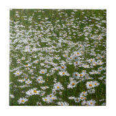 Veld Daisies Alaskan Wildflower Tegeltje (Voorkant)
