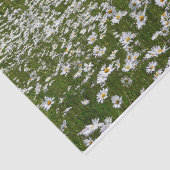 Veld Daisies Alaskan Wildflower Tissuepapier (Detail)