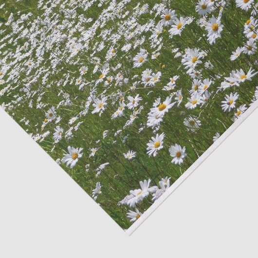 Veld Daisies Alaskan Wildflower Tissuepapier (Detail)