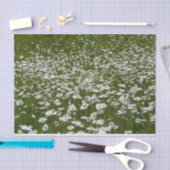 Veld Daisies Alaskan Wildflower Tissuepapier (Craft)