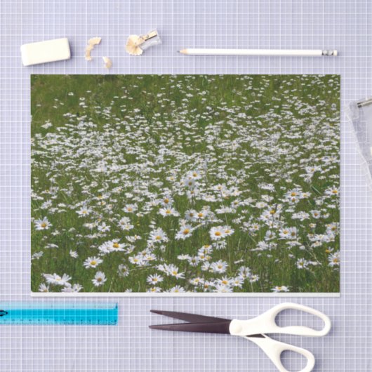 Veld Daisies Alaskan Wildflower Tissuepapier (Craft)