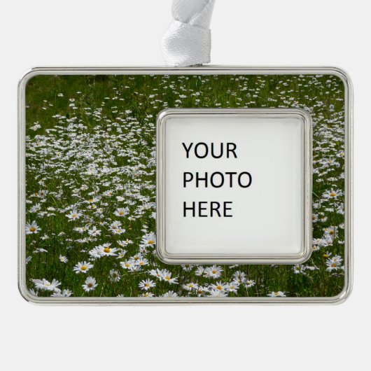 Veld Daisies Alaskan Wildflower Verzilverd Omlijst Ornament (Voorkant)