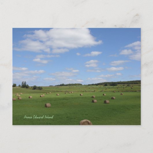 Veld in PEI-briefkaart Briefkaart (Voorkant)