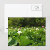Veld Lotus Flowers Summer Garden Briefkaart (Voorkant / Achterkant)