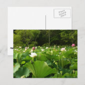 Veld Lotus Flowers Summer Garden Briefkaart (Voorkant / Achterkant)