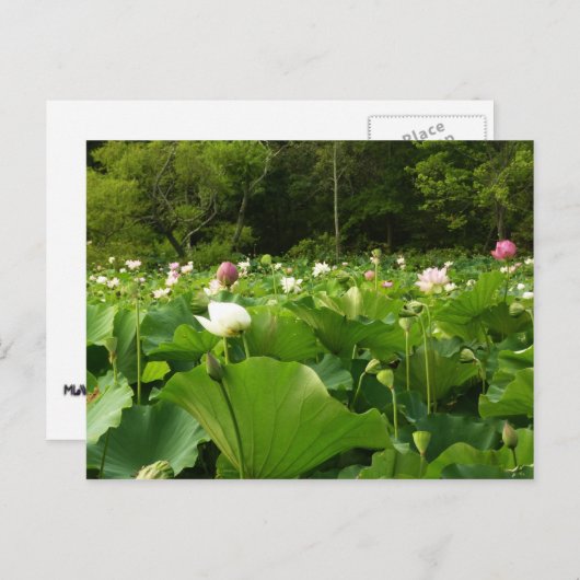Veld Lotus Flowers Summer Garden Briefkaart (Voorkant / Achterkant)