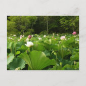 Veld Lotus Flowers Summer Garden Briefkaart (Voorkant)