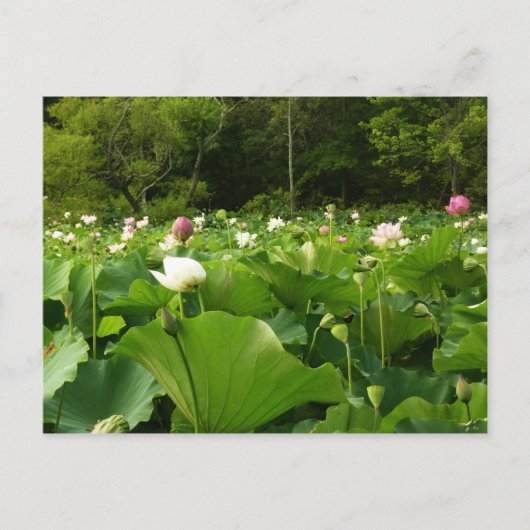 Veld Lotus Flowers Summer Garden Briefkaart (Voorkant)