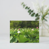 Veld Lotus Flowers Summer Garden Briefkaart (Staand voorkant)