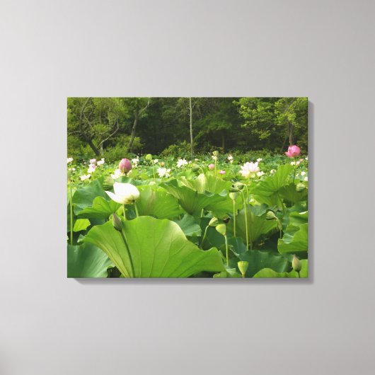 Veld Lotus Flowers Summer Garden Canvas Afdruk (Voorkant)