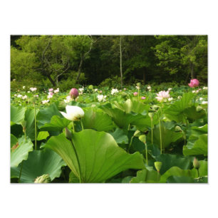 Veld Lotus Flowers Summer Garden Foto Afdruk